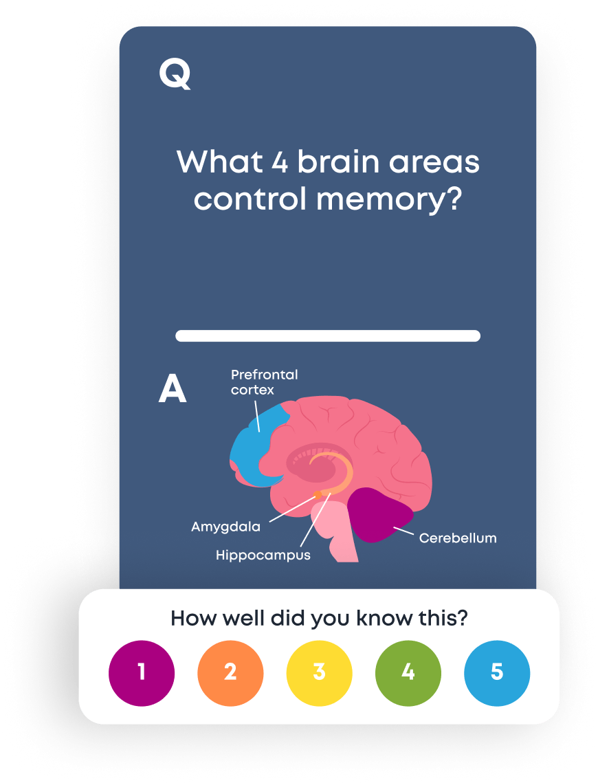 Flashcard with a question, 'What 4 brain areas control memory' with the Answer showing an image of the brain and pointing out the: prefontal cortex, amygdala, hippocampus, and cerebellum. Five buttons appear at the bottom each with a number 1-5 in order.