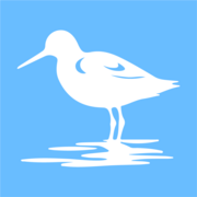 Shorebirds of North America